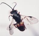 Photo of Hymenoptera: Braconidae Chelonus
